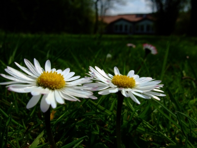 Zwei Gänseblümchen