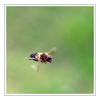 Schwebfliege im Flug (5von5)