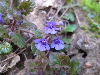 Blüten in Blau