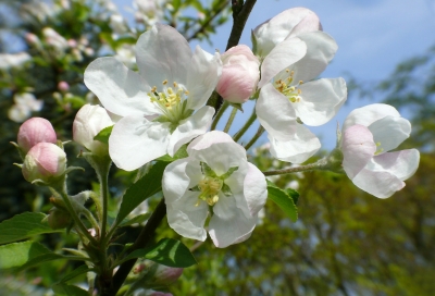 "Baumblüte"