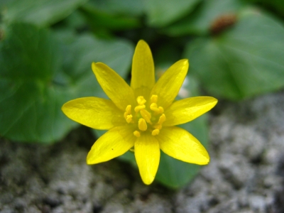 gelbe Blüte 2