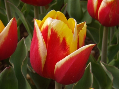 Rot-gelbe Tulpe