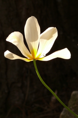 Weiße Tulpe3