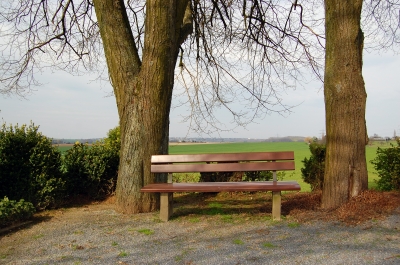 Ruhebank zwischen zwei alten Bäumen