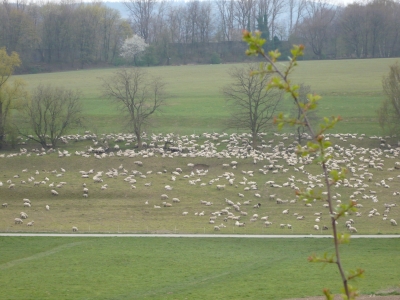 Schafsherde in Hemer