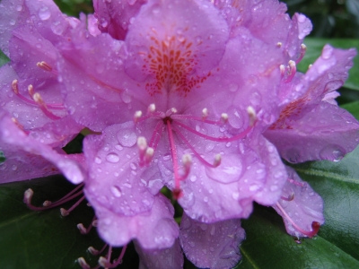Regennasser Rhododendron
