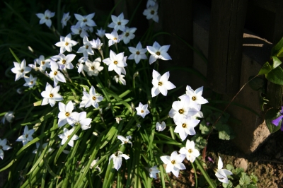 weiße Blumen