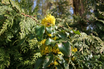 gelbe Früchte im Wald