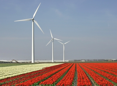 Tulpenfelder in Holland 1