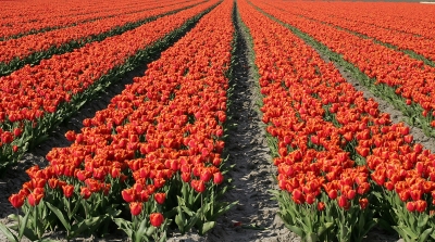 Tulpenfelder in Holland 2