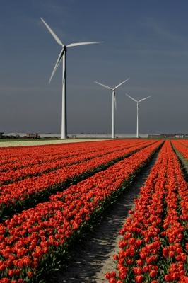 Tulpenfelder in Holland 4