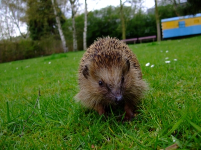 Igel auf der Wiese