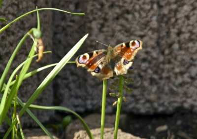 Die ersten Schmetterlinge gesichtet