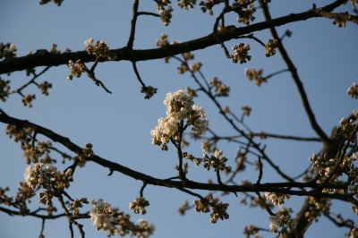 weiße Blüten