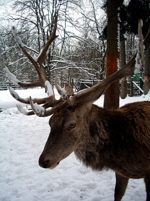 Elch im Schnee