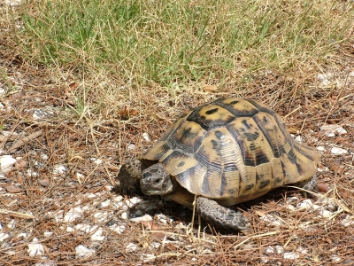 Schildkröten in der Türkei