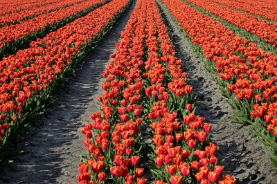 Tulpenfelder in Holland 5