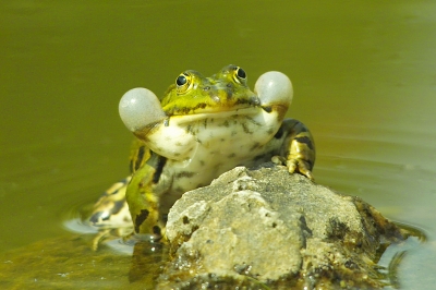 Frosch