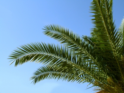 Sonne und Palmen