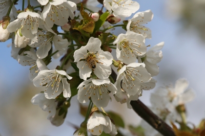 Kirschblüte mit Biene