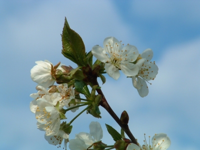 Kirschblüte