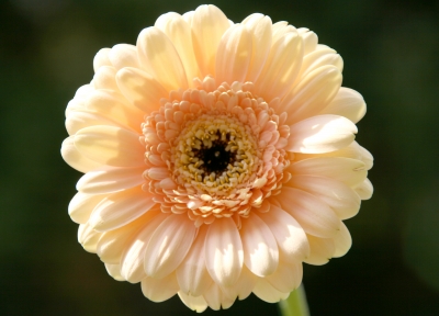 Lachsfarbene Gerbera