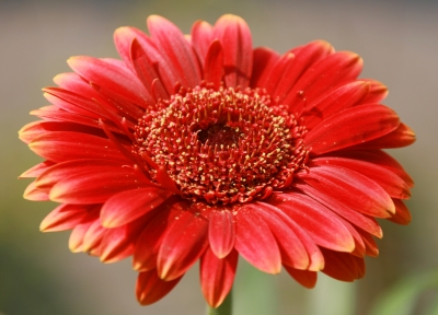 Rote Gerbera