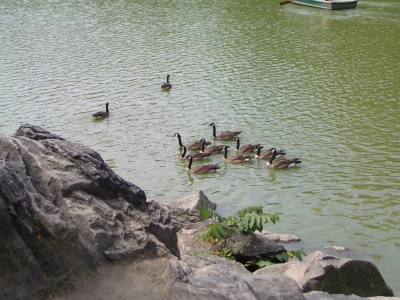 Entenfamilie im Central Park