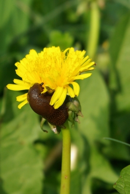 Besucher im Garten 1