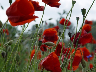 Mohn in Nahaufnahme