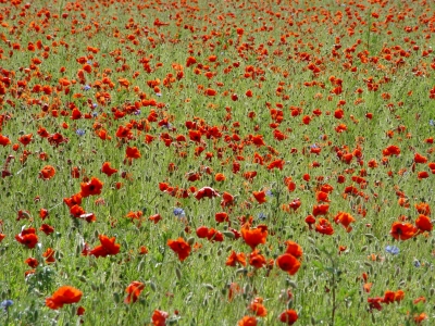 Mohnfeld und Kornblumen