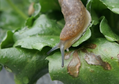 Schnecke im Garten