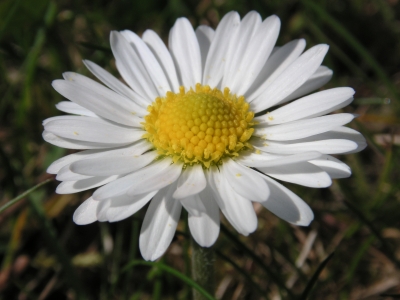 Gänseblümchen