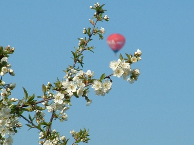 Blüte mit Ballon