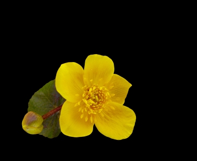 Sumpfdotter-Blume