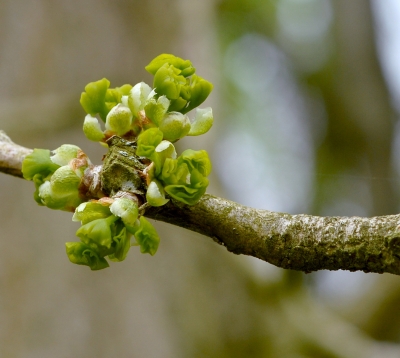 Gingkoknospen