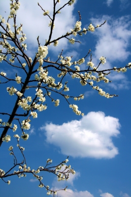 Himmel und Blüten