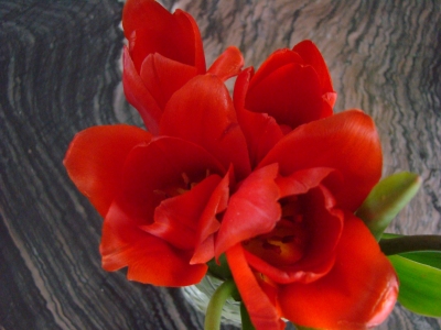 Tulpen red