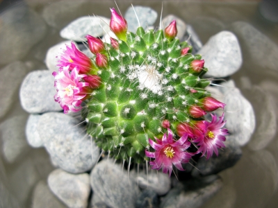 Kaktus Mammilaria