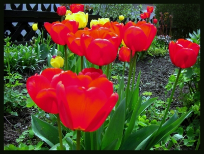 Meine schönen Tulpen