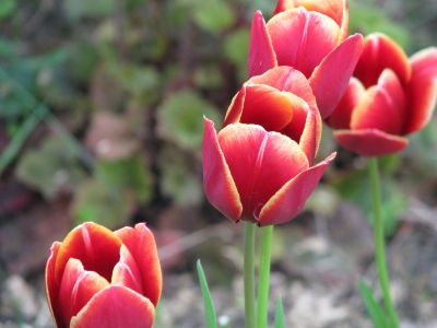 Tulpen in Rot