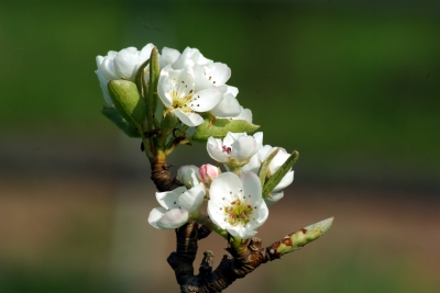 Apfelbaumblüte 1