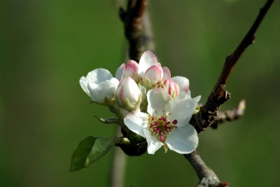 Apfelbaumblüte 3