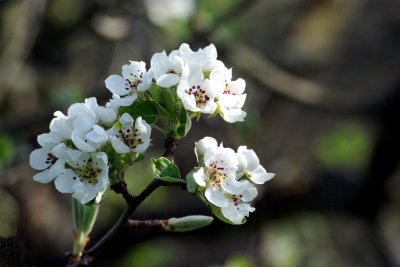 Apfelbaumblüte 4