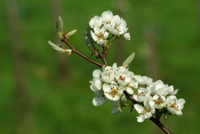Apfelbaumblüte 5
