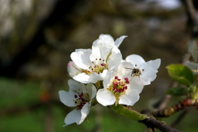 Apfelbaumblüte 7