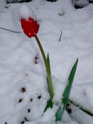 Tulpe im Schnee, April, April!