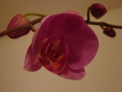 Orchidee77