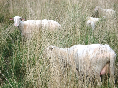 Schafe im Moor