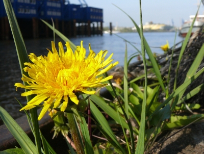 Löwenzahnblüte im Hamburger Hafen1
